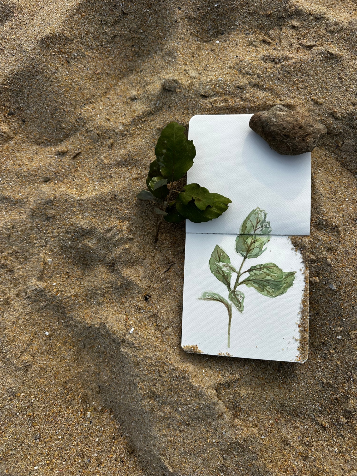 Watercolor sprig of leaves on sketchbook resting on sand